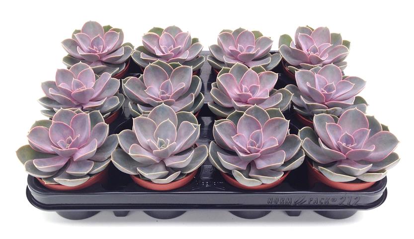 echeveria