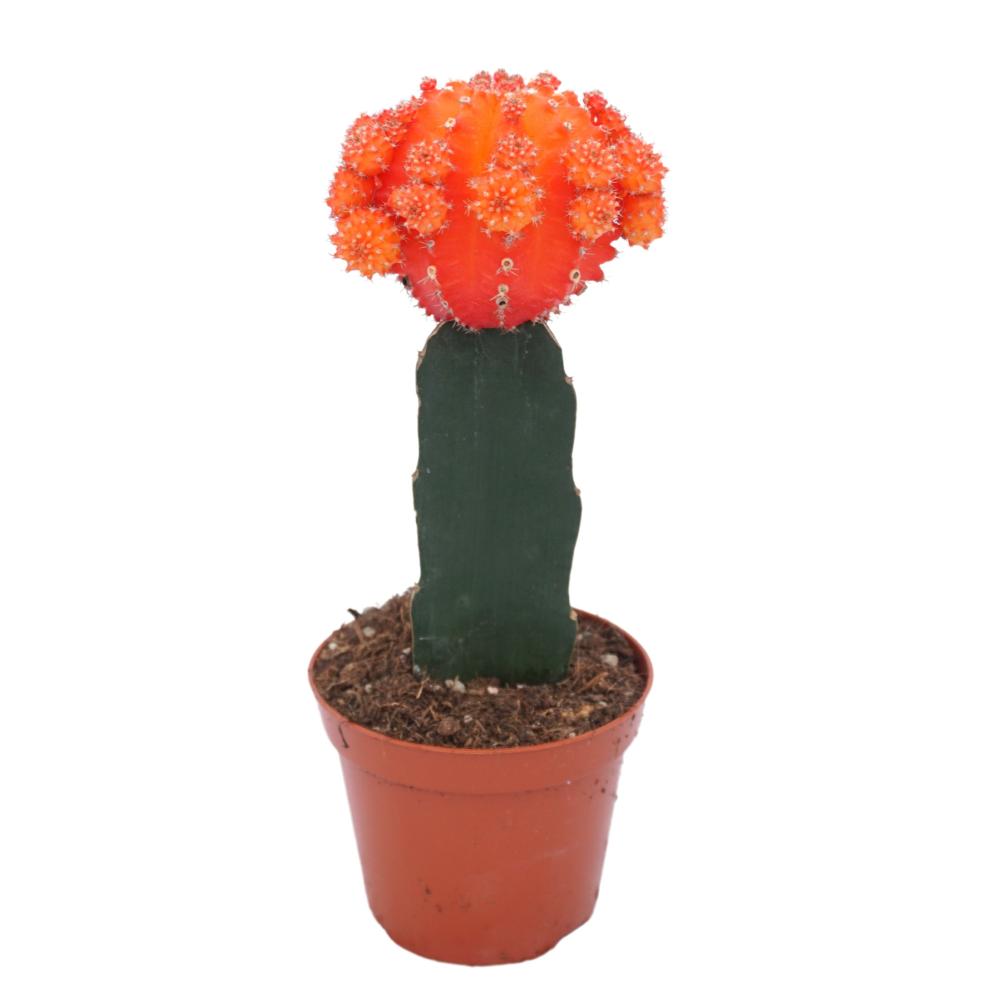 gymnocalycium (cactus greffé)