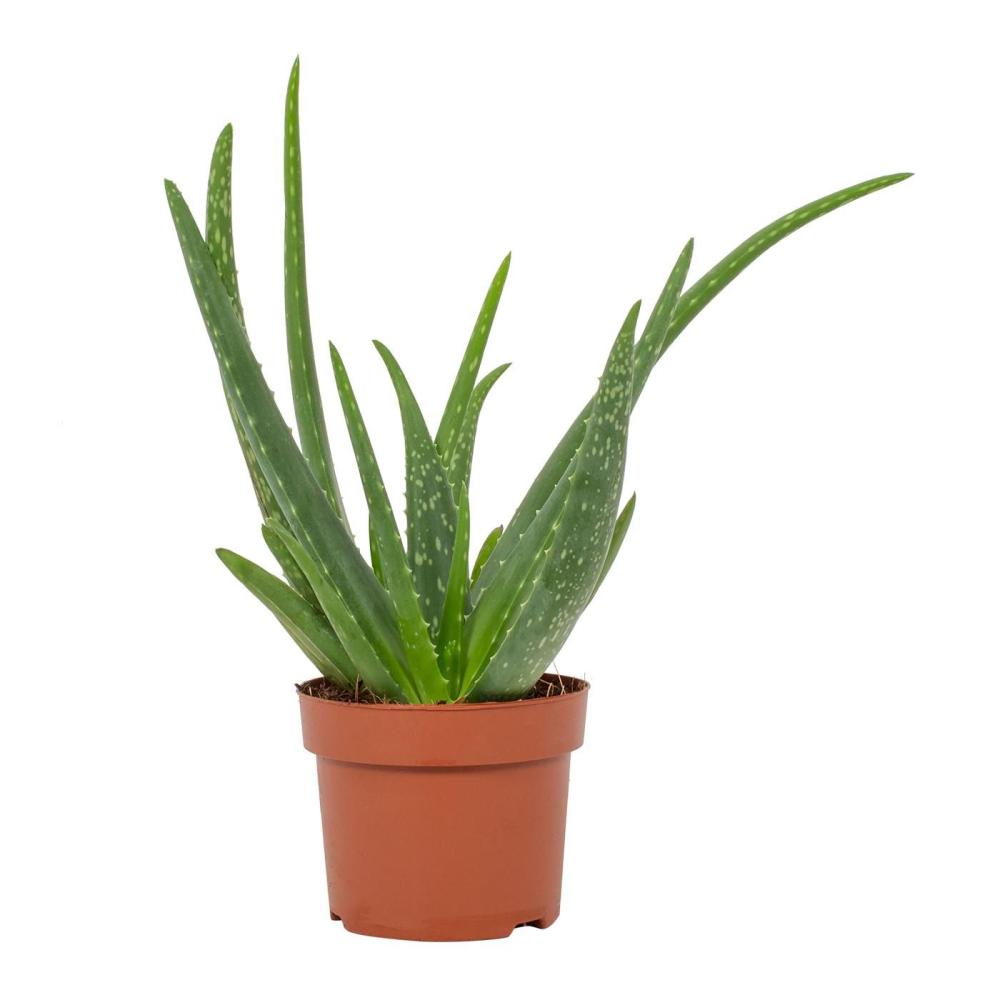 Aloe