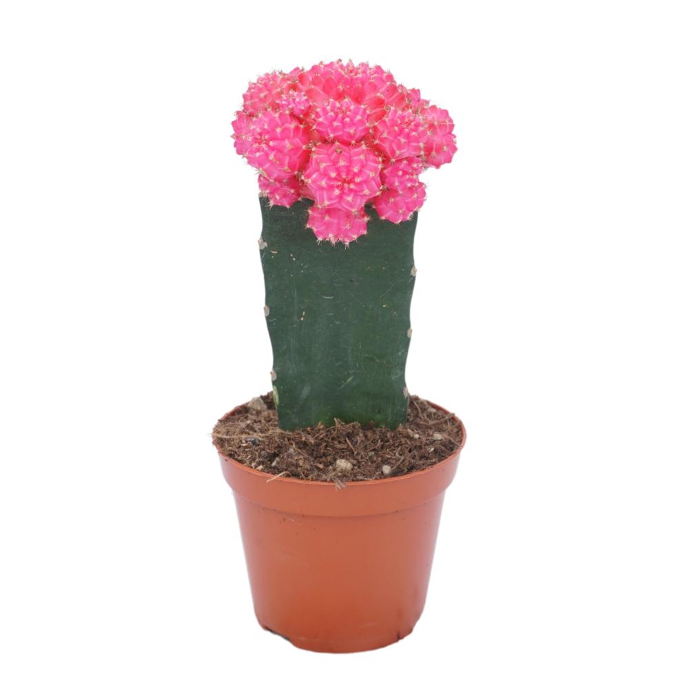 gymnocalycium (cactus greffé)