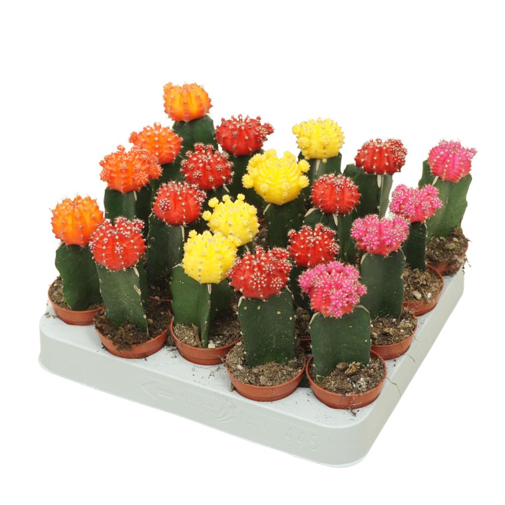 gymnocalycium (cactus greffé)