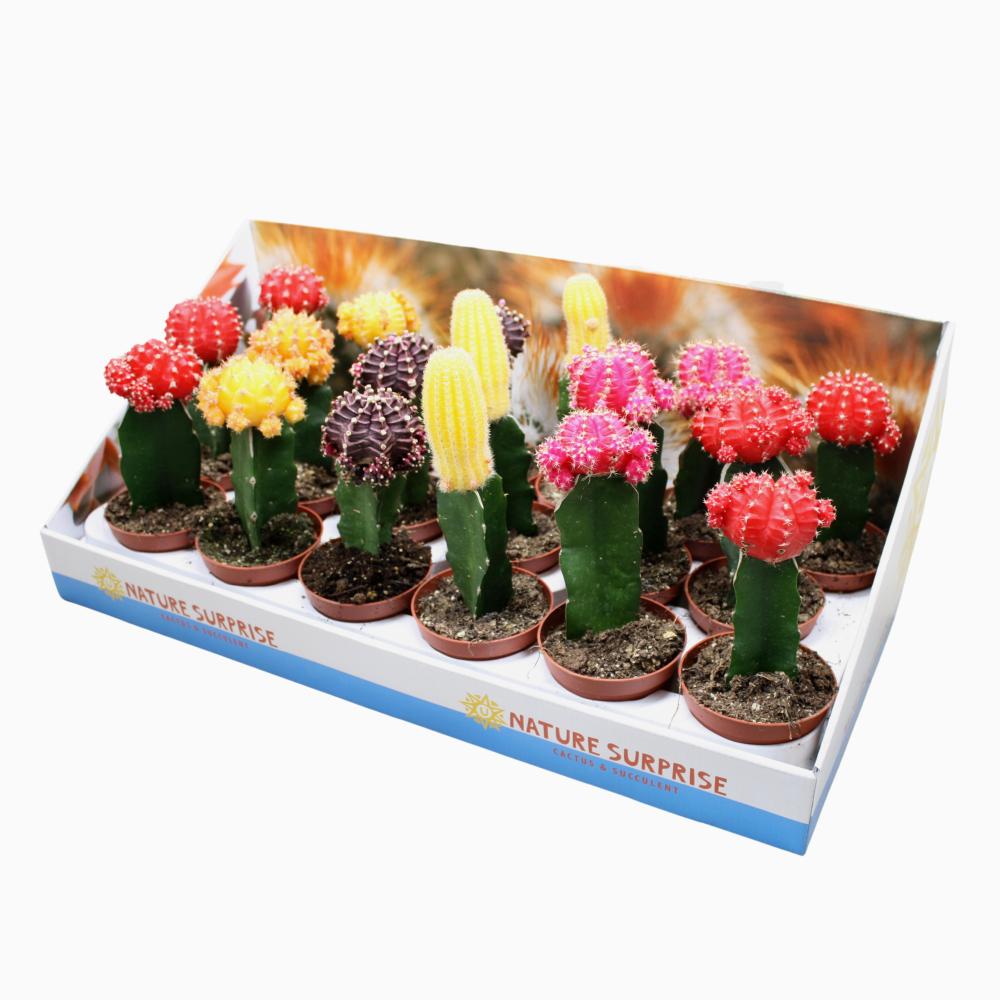 gymnocalycium (cactus greffé)