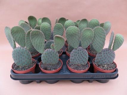 opuntia