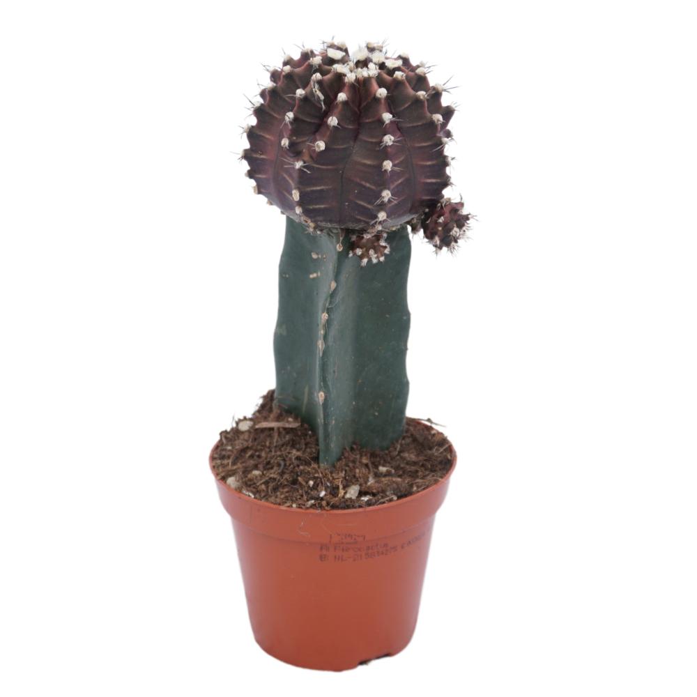 gymnocalycium (cactus greffé)