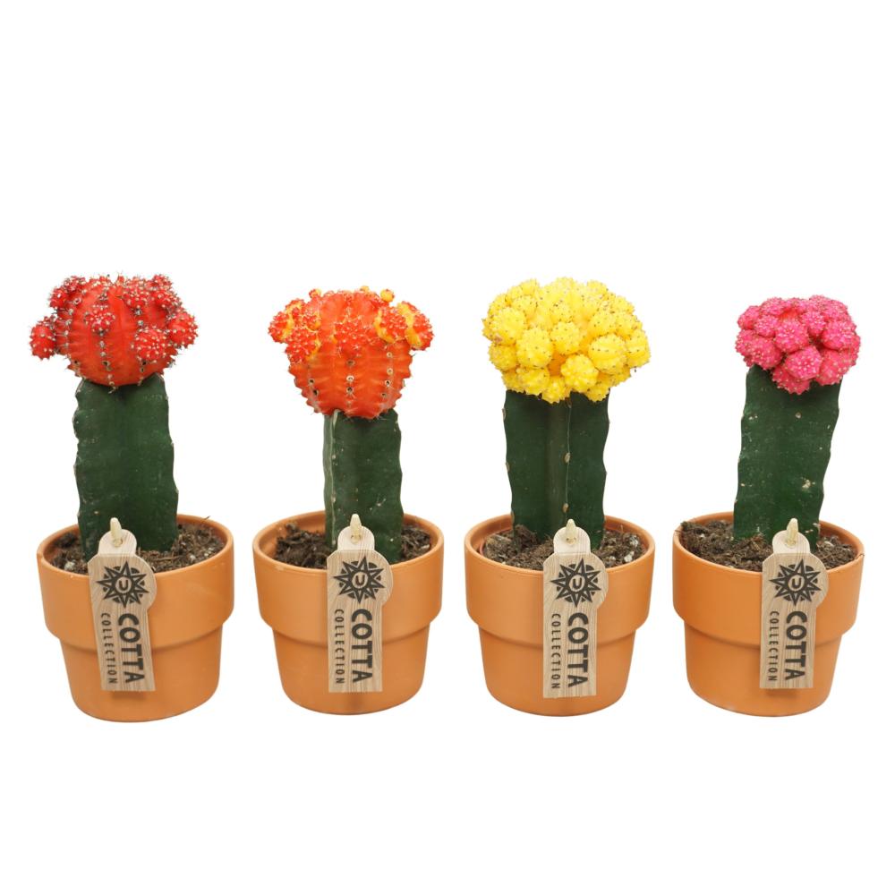 gymnocalycium (cactus greffé)