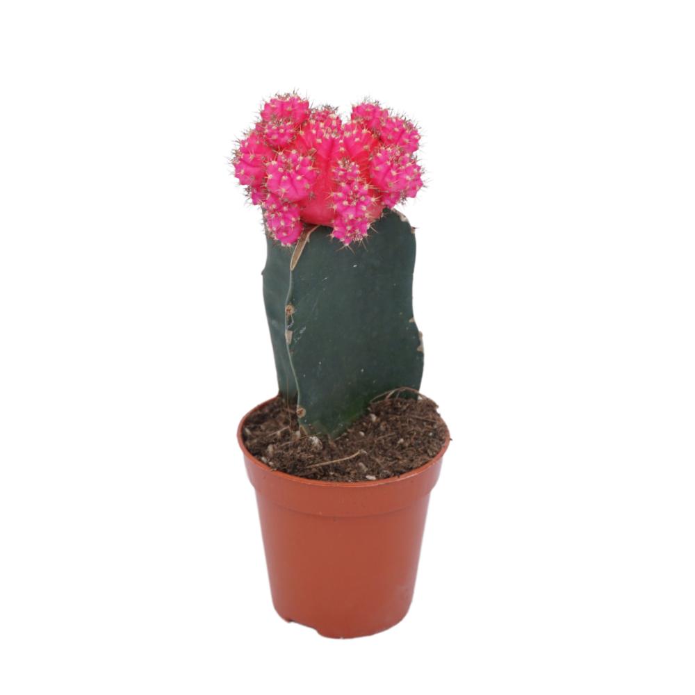 gymnocalycium (cactus greffé)