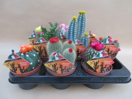 Cactus fleurs immortelles