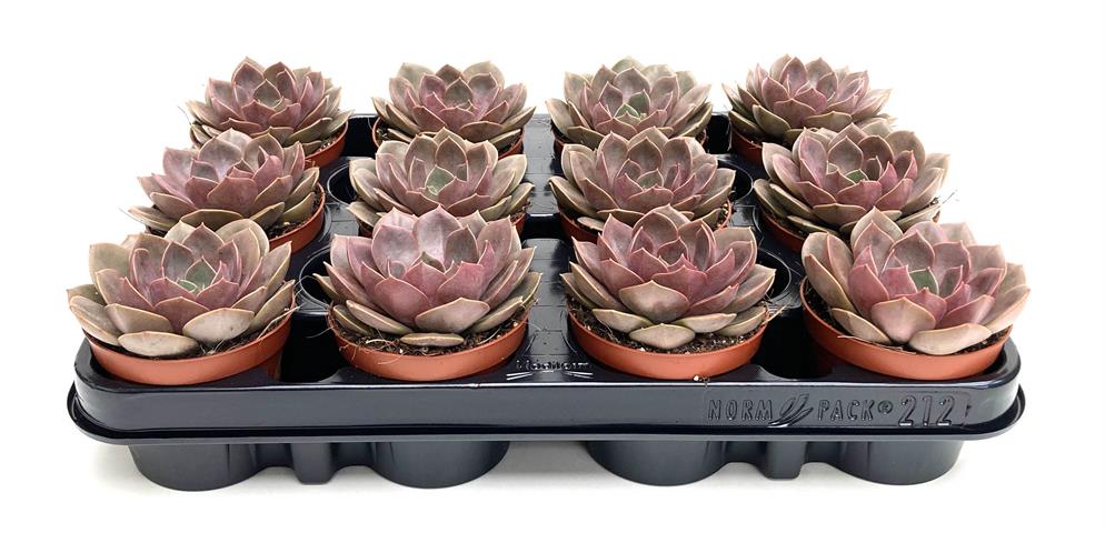 echeveria