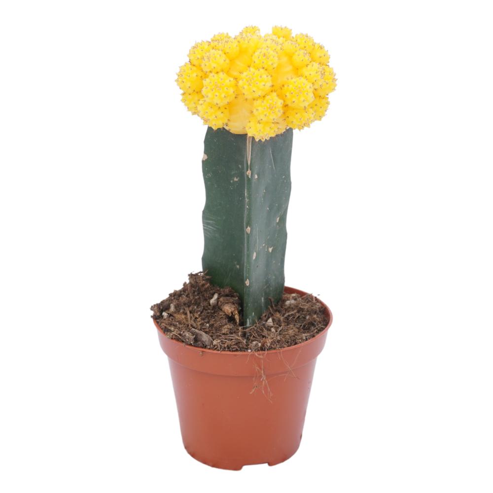 gymnocalycium (cactus greffé)