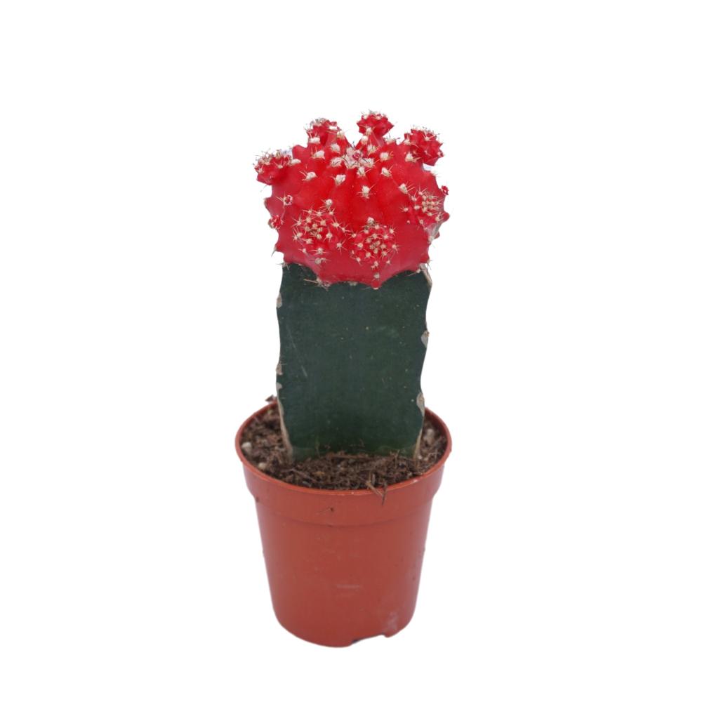 gymnocalycium (cactus greffé)