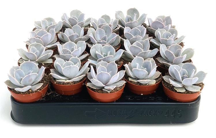 echeveria