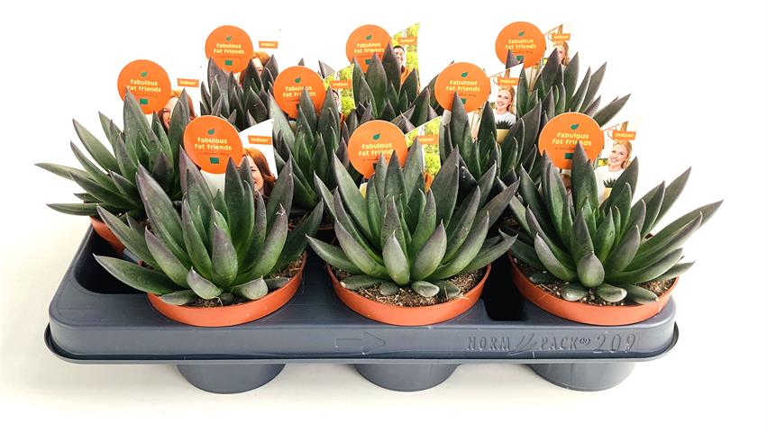 Echeveria