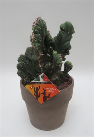 Cereus