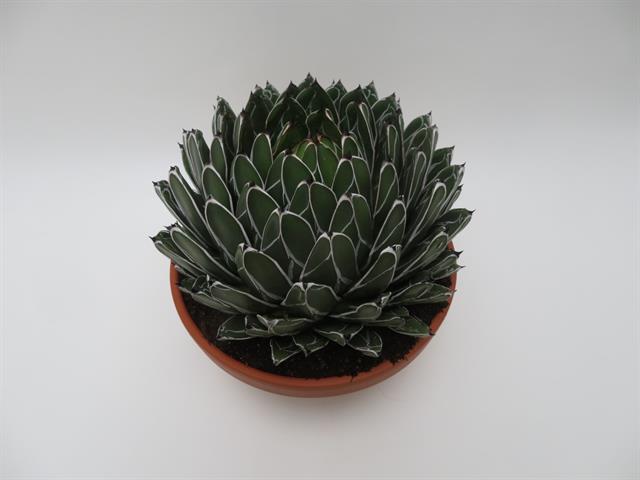 Agave