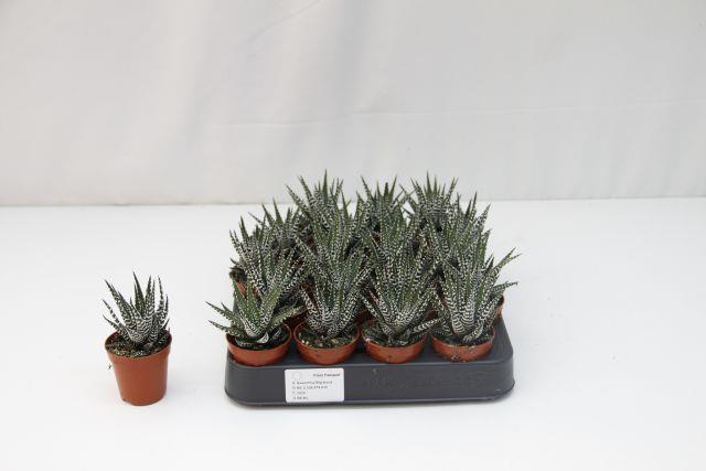 Haworthia