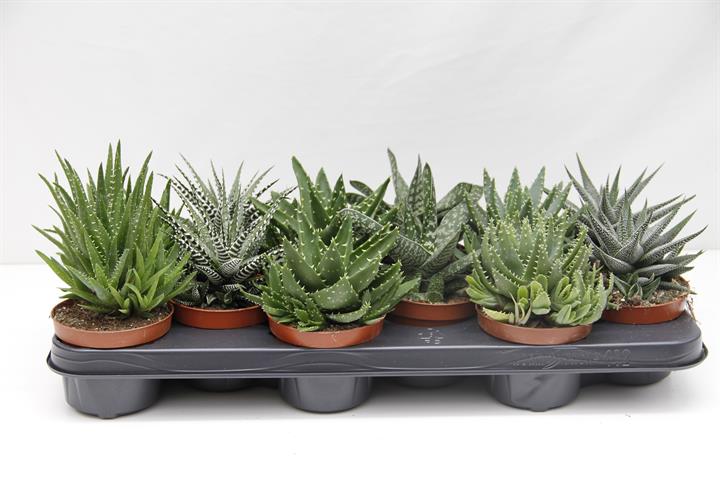 Succulenten