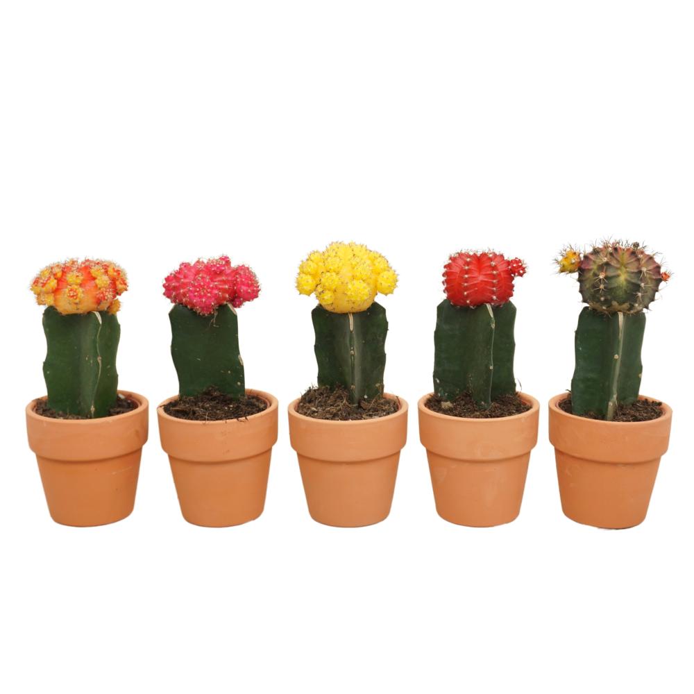 gymnocalycium (cactus greffé)