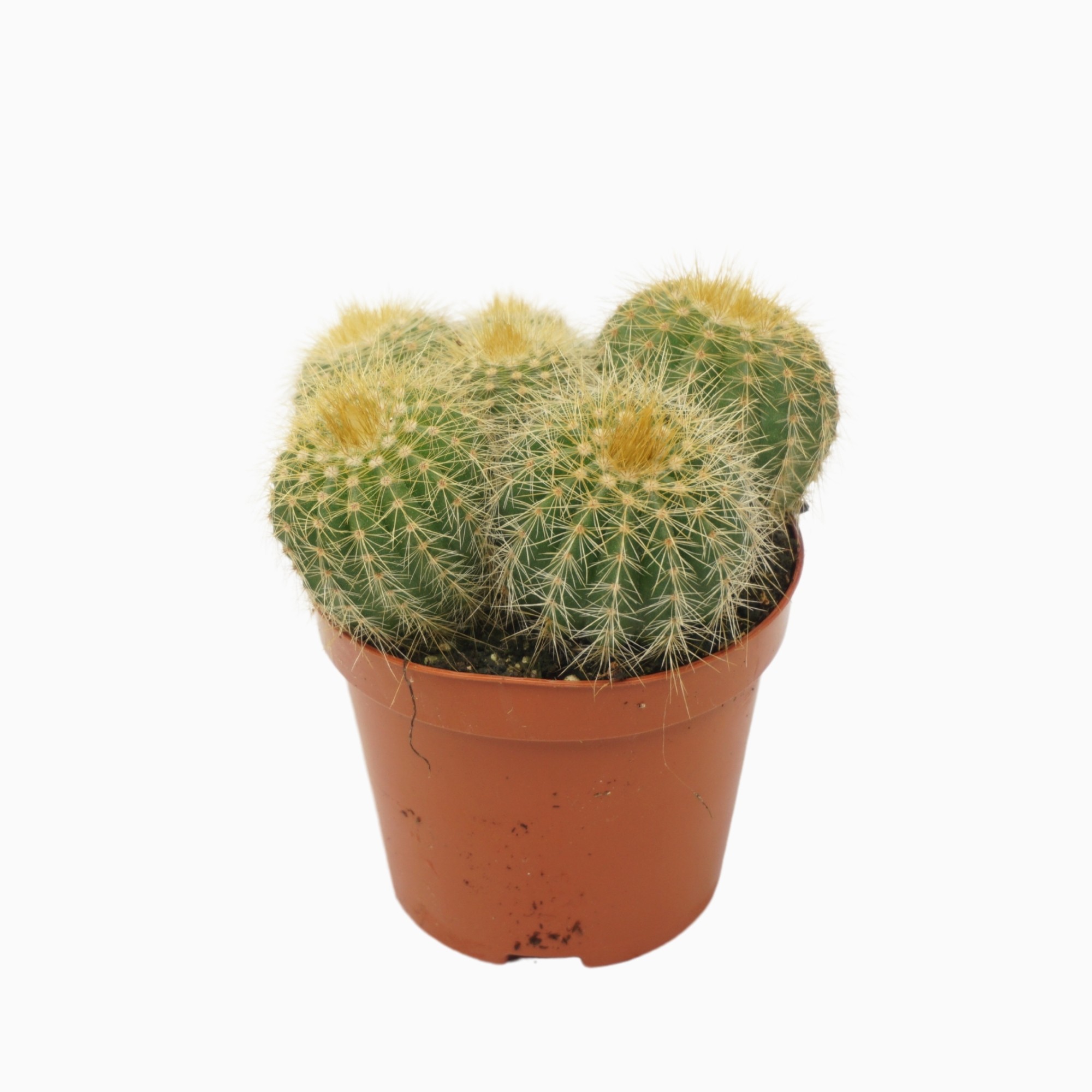 Eriocactus