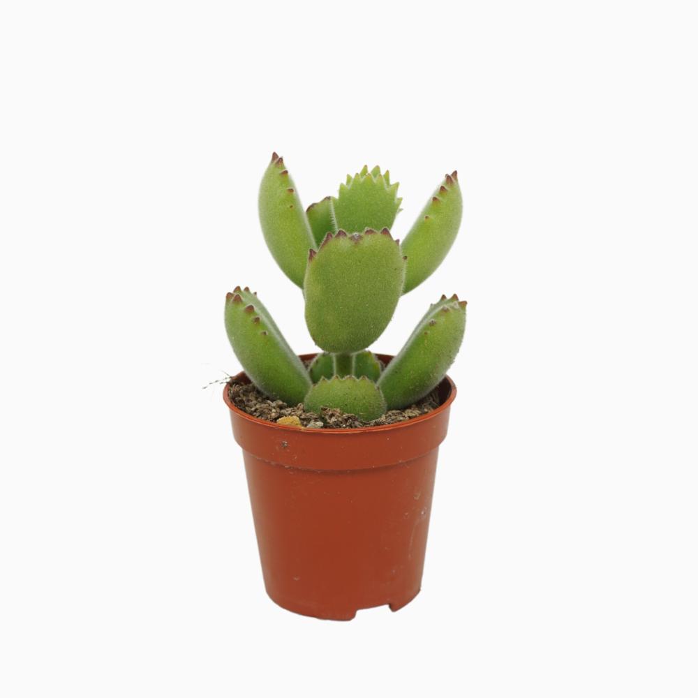 Cotyledon