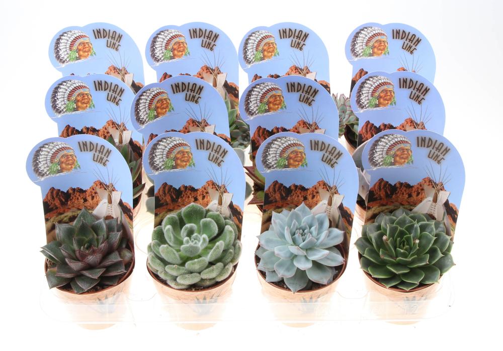 Echeveria