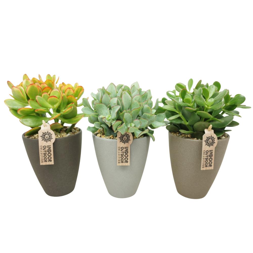 cactées succulentes