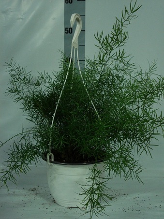 plantes en suspension