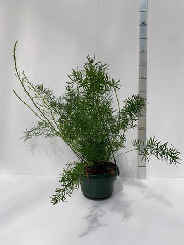 asparagus