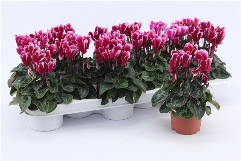 cyclamen