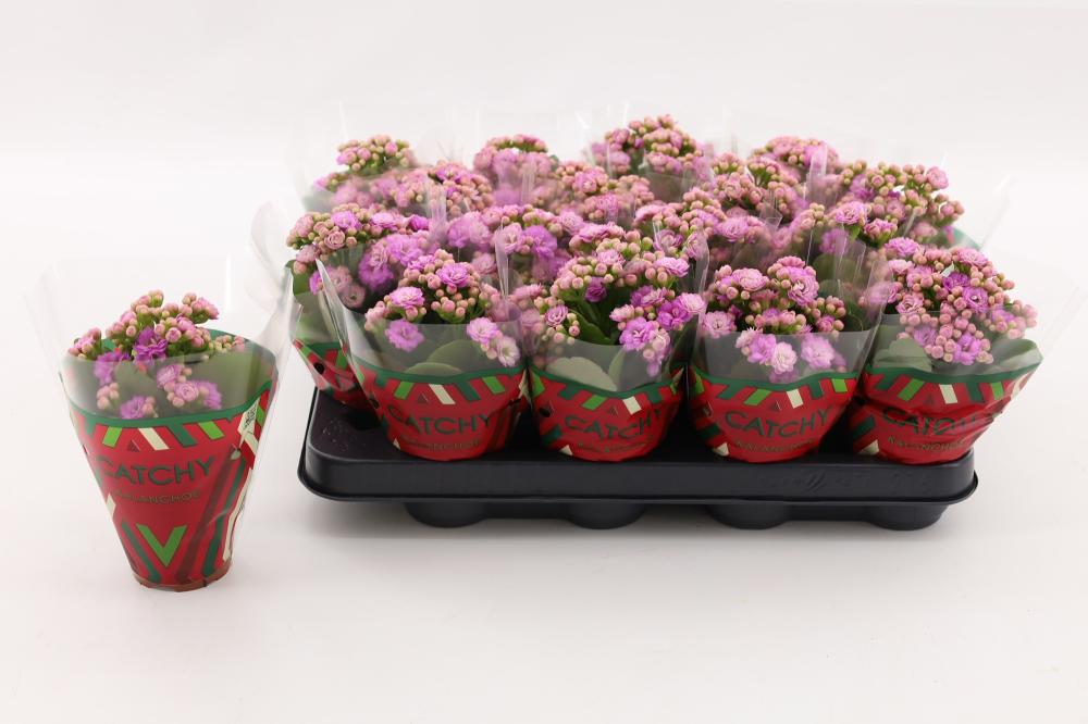 kalanchoe fleurs doubles