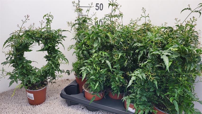 Jasminum polyanthum