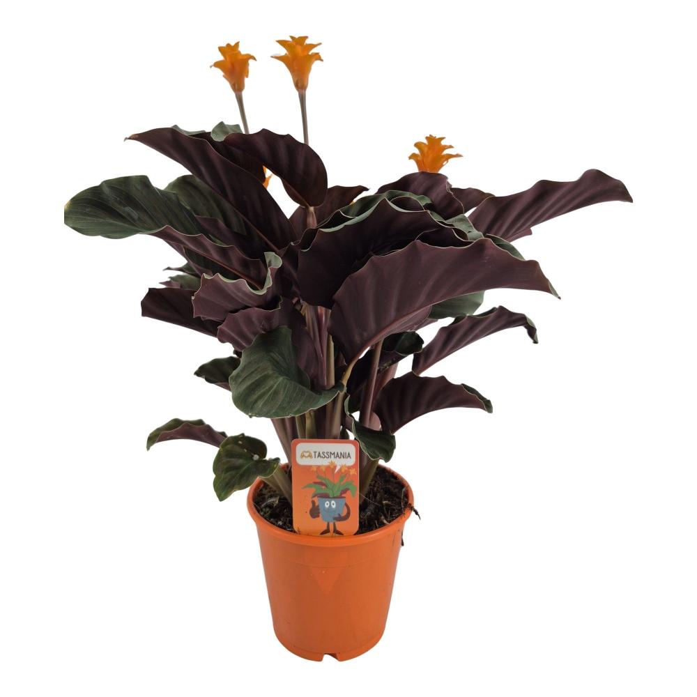 Calathea crocata