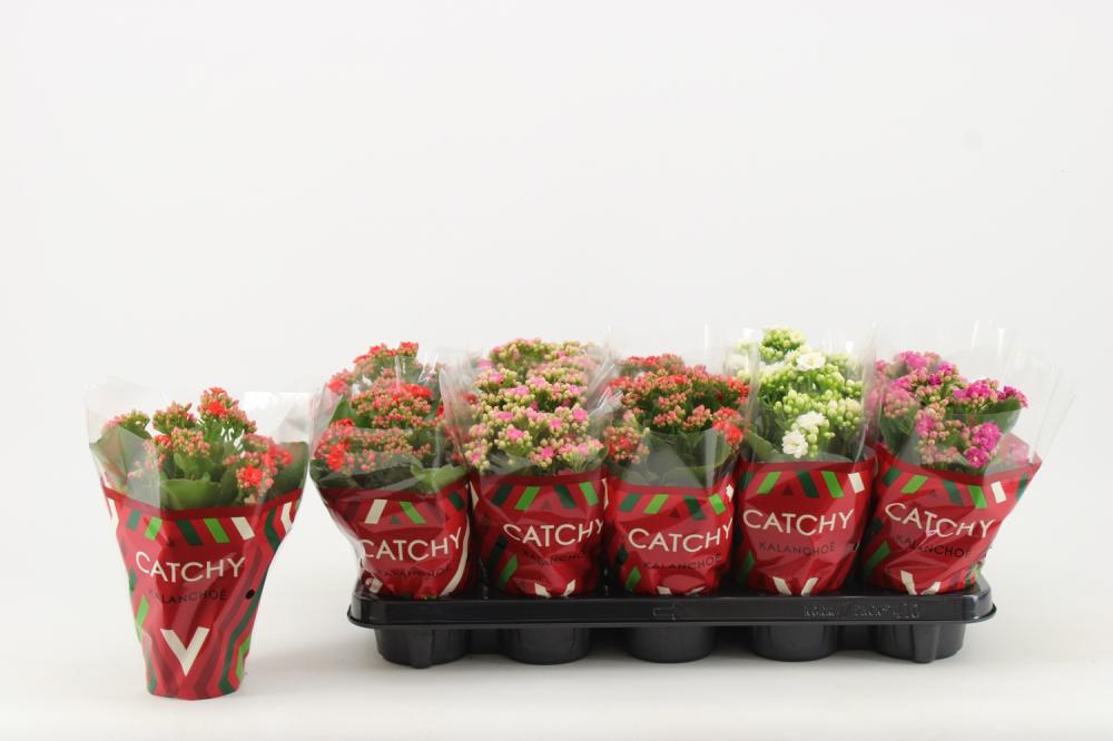 kalanchoe fleurs doubles