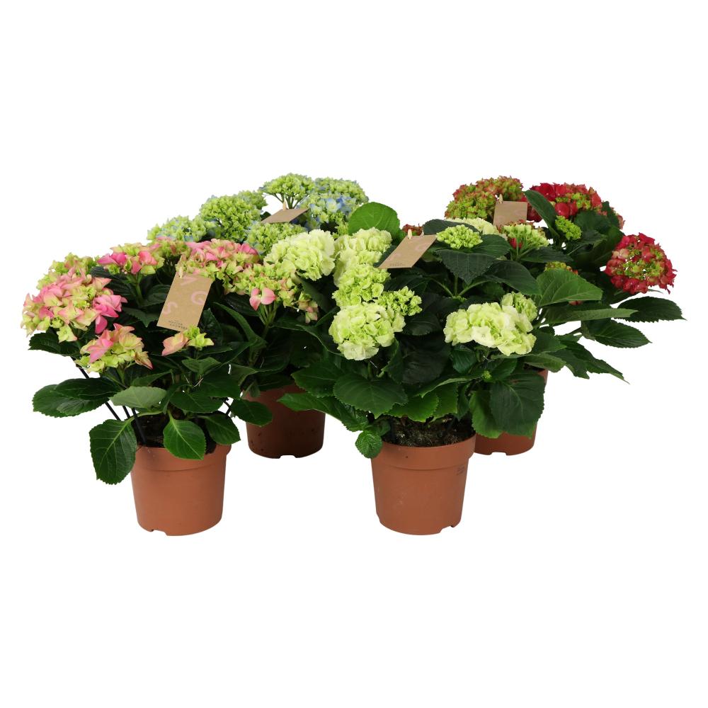 Hydrangea-hortensia