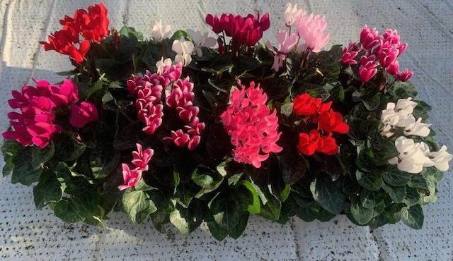 cyclamen