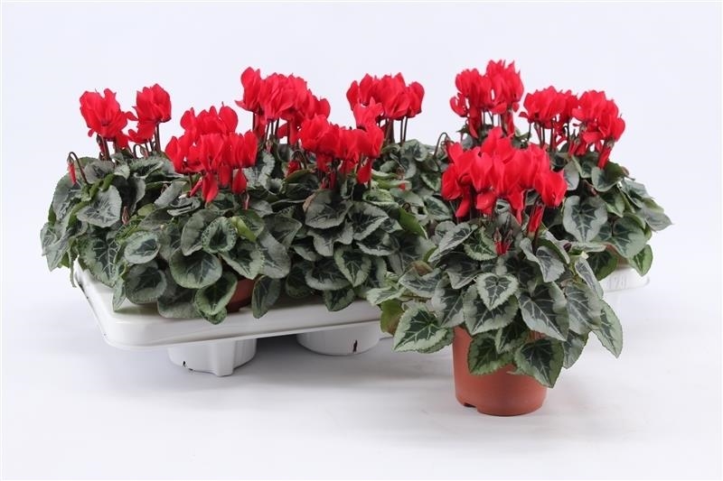 cyclamen