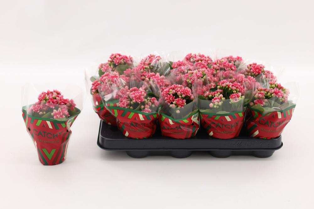 kalanchoe fleurs doubles