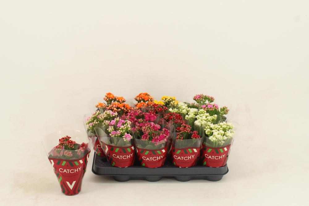 kalanchoe fleurs doubles