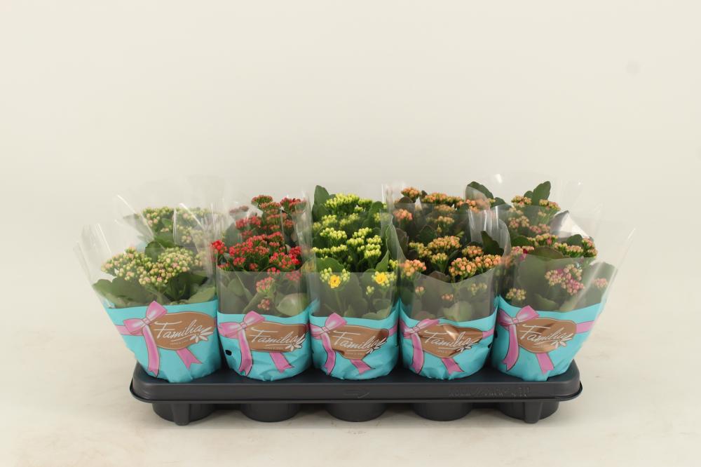 kalanchoe fleurs doubles