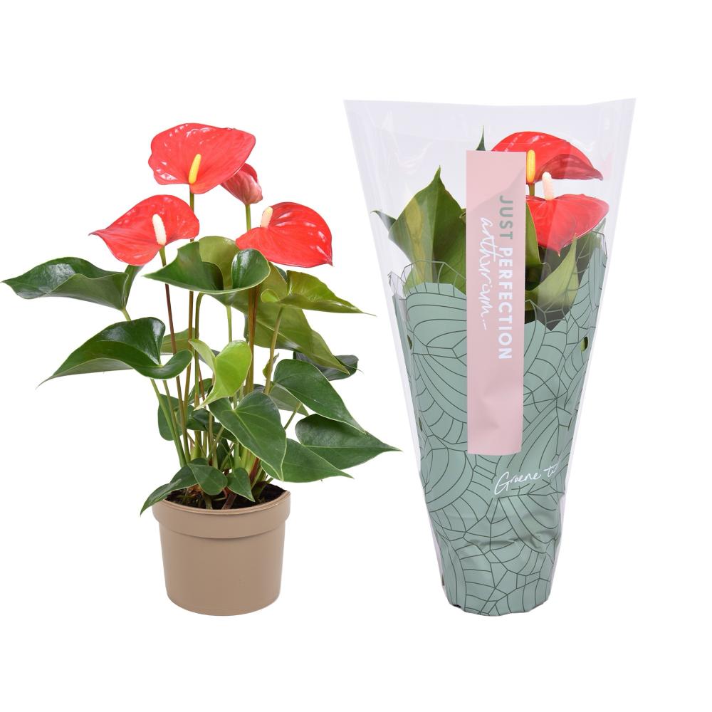 anthurium