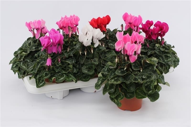 cyclamen