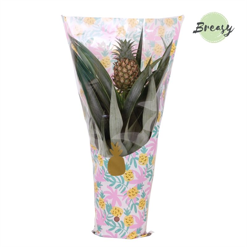 Ananas