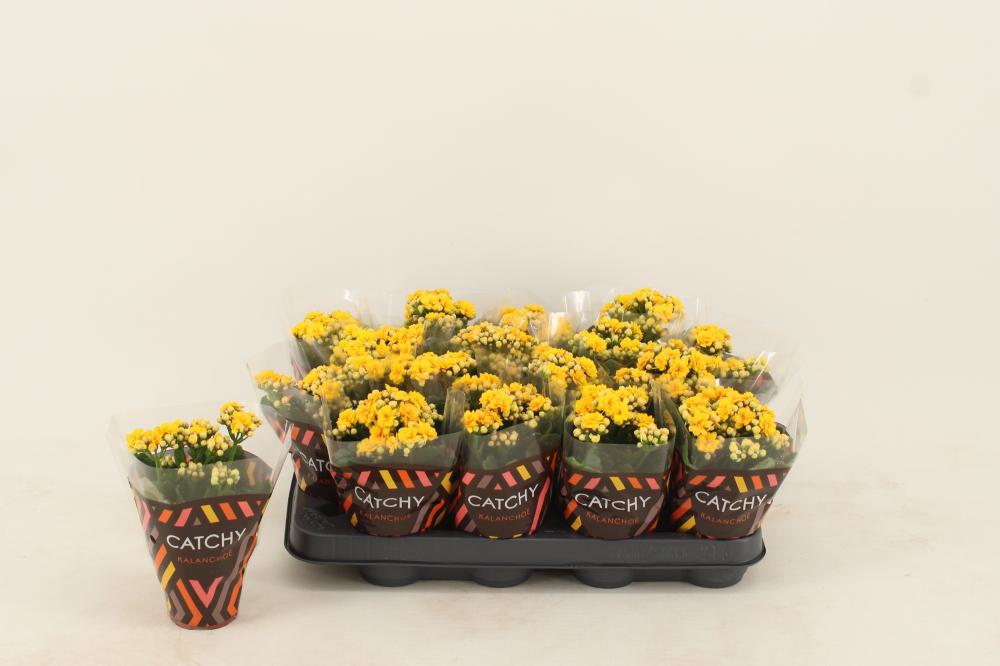 kalanchoe fleurs doubles