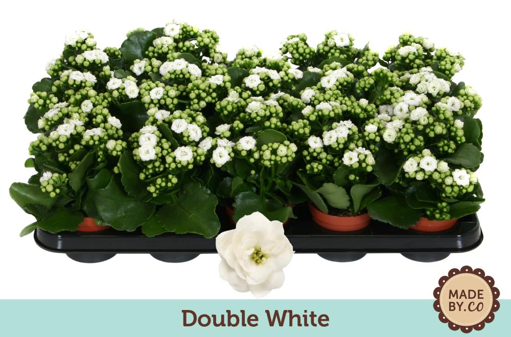 kalanchoe fleurs doubles