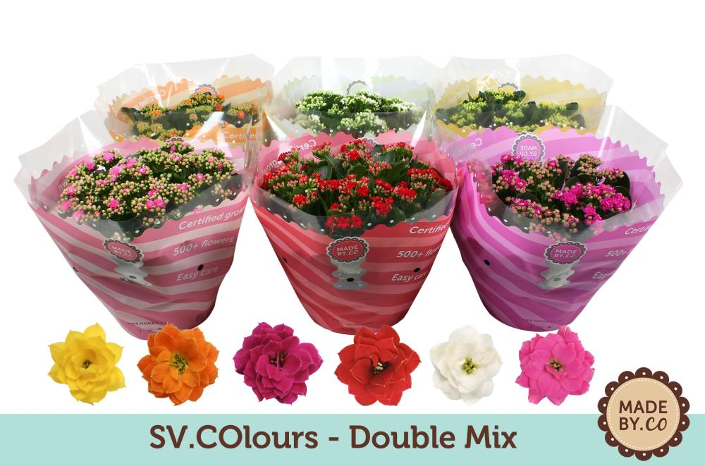 kalanchoe fleurs doubles
