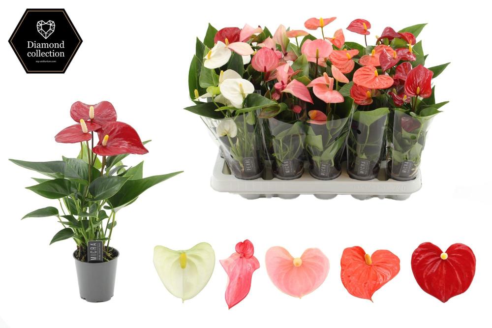 anthurium
