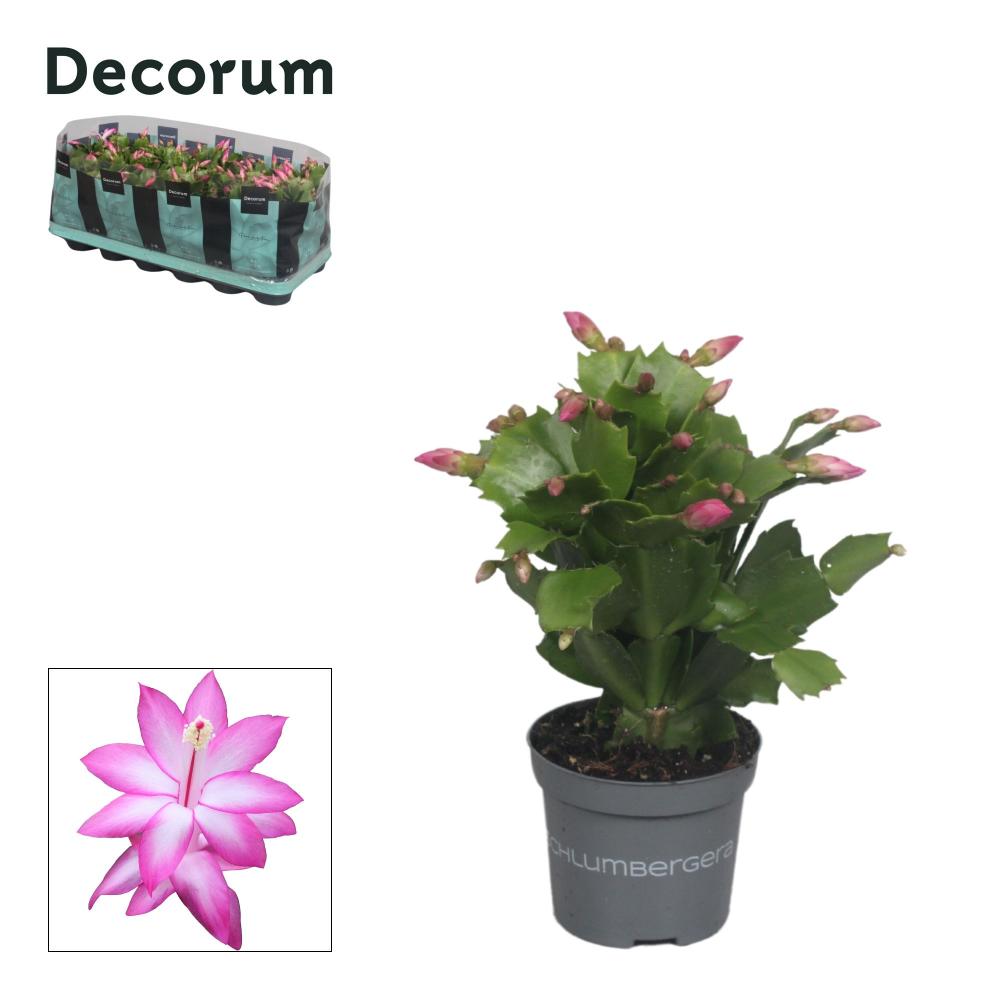Schlumbergera