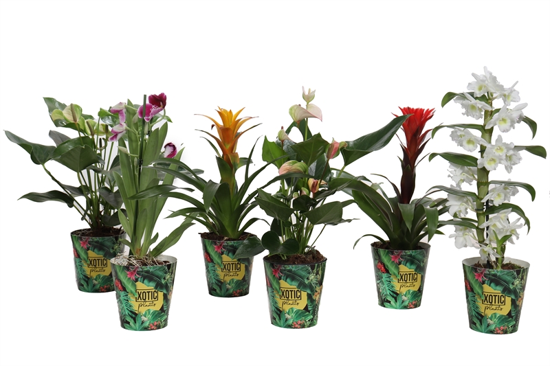 Plantes mix
