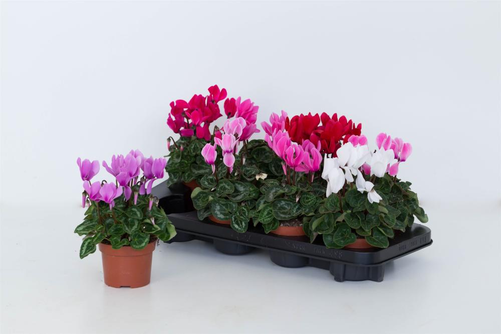 cyclamen