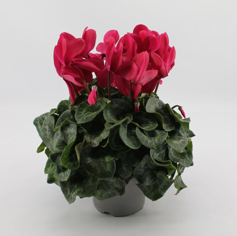 cyclamen