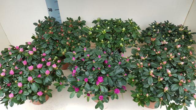 plantes fleuries